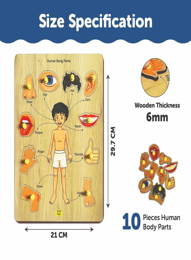YaYplay Yay Play Wooden Human Body Parts Knob and Pegged Puzzle, 2+ Years | Preschool Educational Pegged Knob Puzzle Toy | Realistic Educational Game for Boy and Girl | Gift Toys for Kids - Image 3
